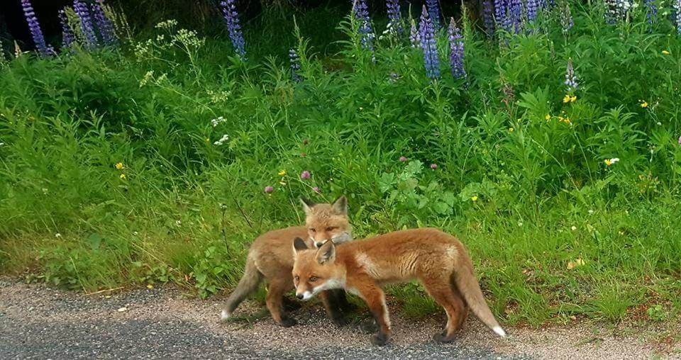 Hamra Stugby - Nature Adventures Hamra Villa Dış mekan fotoğraf