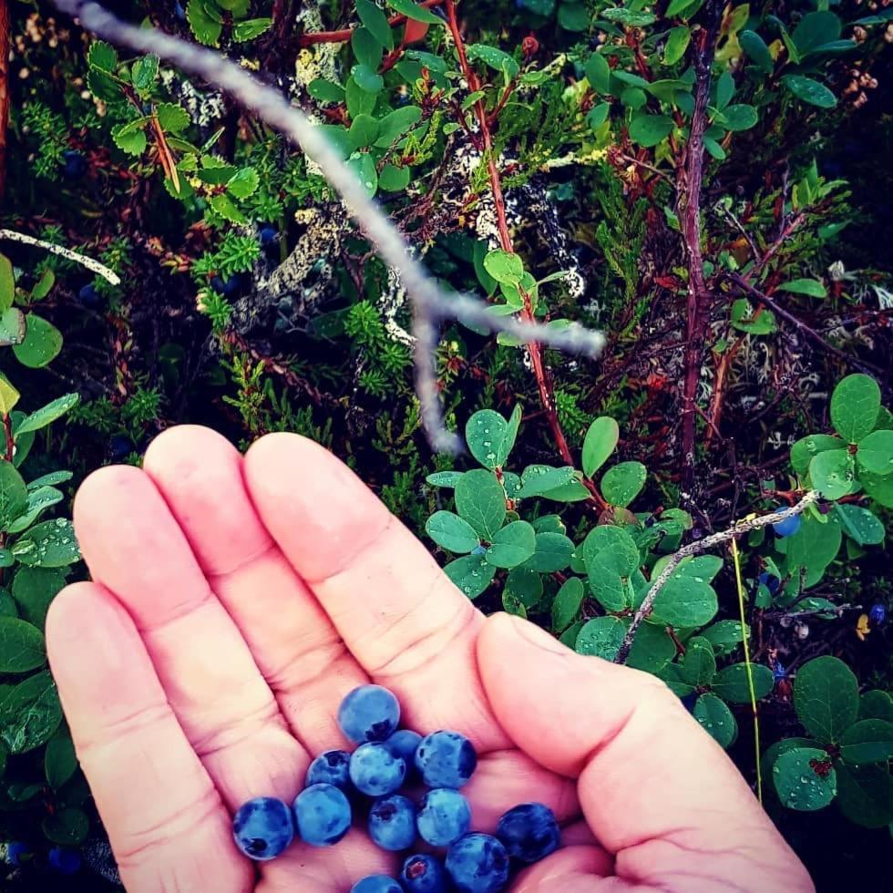 Hamra Stugby - Nature Adventures Hamra Villa Dış mekan fotoğraf